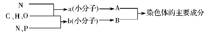 为人体内两种重要化合物A与B的化学组成关系，相关叙述中正确的是（） A、A. a的种类约有20种，b