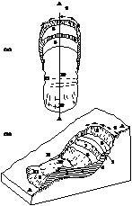 图（a）及图（b）中标注为“6”的位置表示滑坡的哪个要素：（） 
