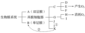 （2018·天津高三六校联考)下图为细胞中生物膜系统的概念图，A～K为结构名称，①、②代表分泌蛋白分