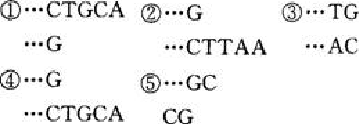 A、以上DNA片段是由4种限制酶切割后产生的B、若要把相应片段连接起来,应选用DNA聚合酶C、上述能