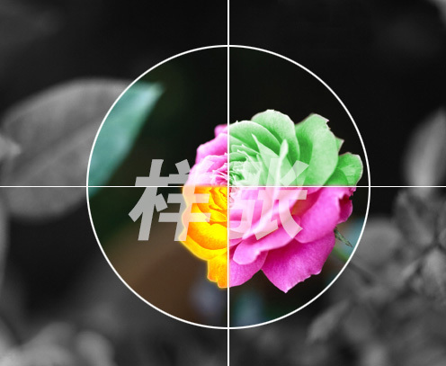 参照图片，利用选区制作花卉多色效果。[图] [图]...参照图片，利用选区制作花卉多色效果。 