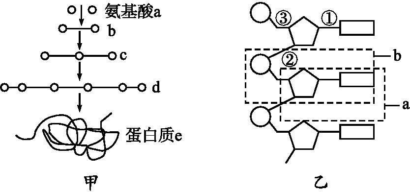 10.图甲是由氨基酸合成蛋白质的示意图,图乙表示DNA部分结构模式图。下列有关叙述正确的是（) 