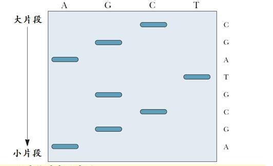 用Sanger法进行DNA一级结构测序，电泳结果如下，则待测DNA链序列为： 