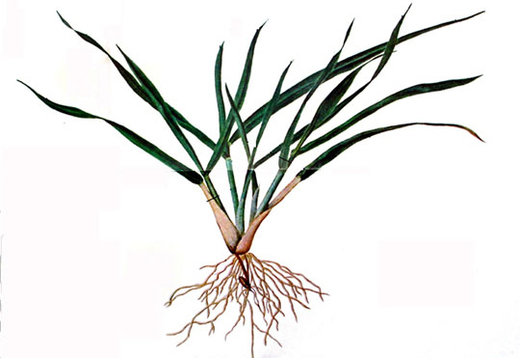 图中植物的根系类型为 [图]...图中植物的根系类型为 