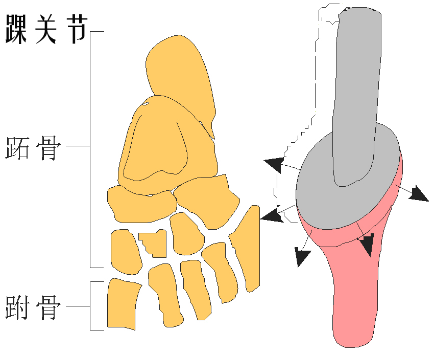 桡腕关节是个典型的椭圆关节,绕冠状轴可做屈伸运动,绕垂直轴可做旋转