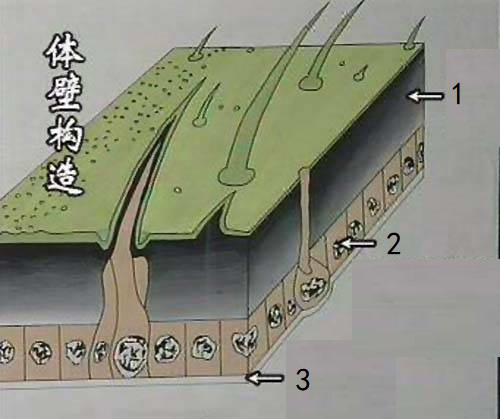 [图] 昆虫体壁由3部分组成，那么图中1为（），2为 （）， 3... 昆虫体壁由3部分组成，那么图