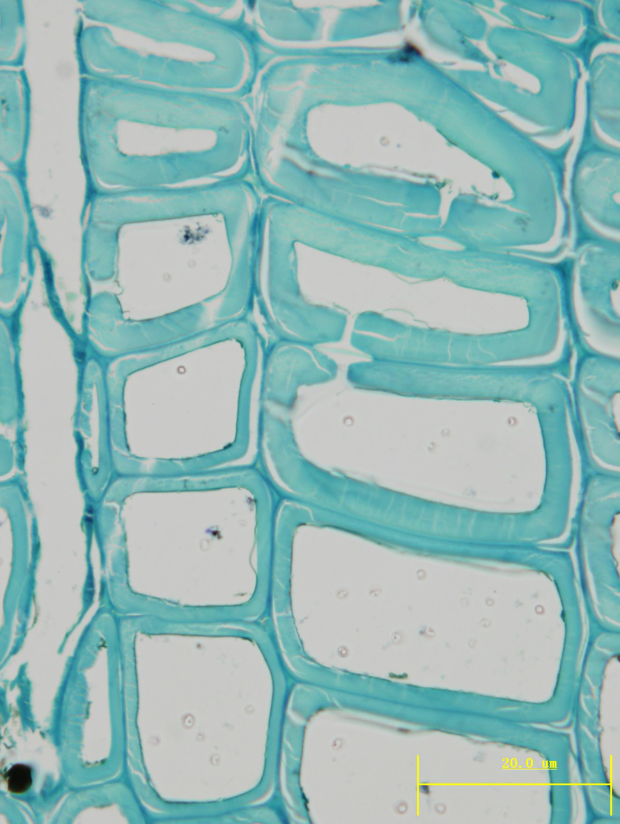 在光学显微镜下，观察木材细胞，通常可将细胞壁分为初生壁、次生壁以及两细胞之间存在的胞间层。 