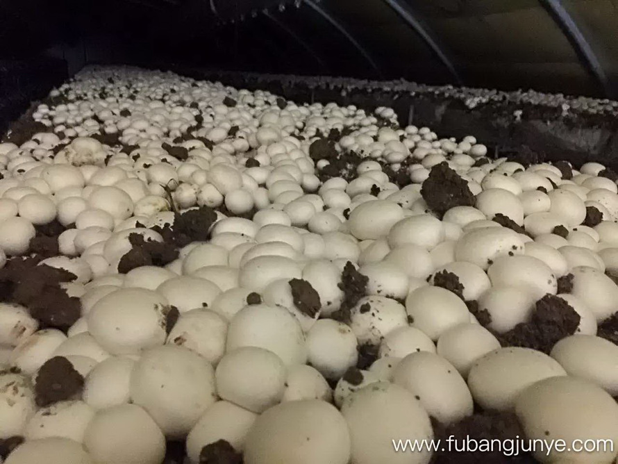 图中显示的是食用菌结构中的哪一部分?(子实体还是菌丝体?