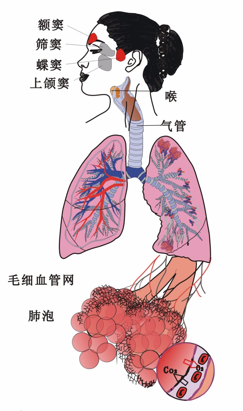 肺泡的作用.jpg