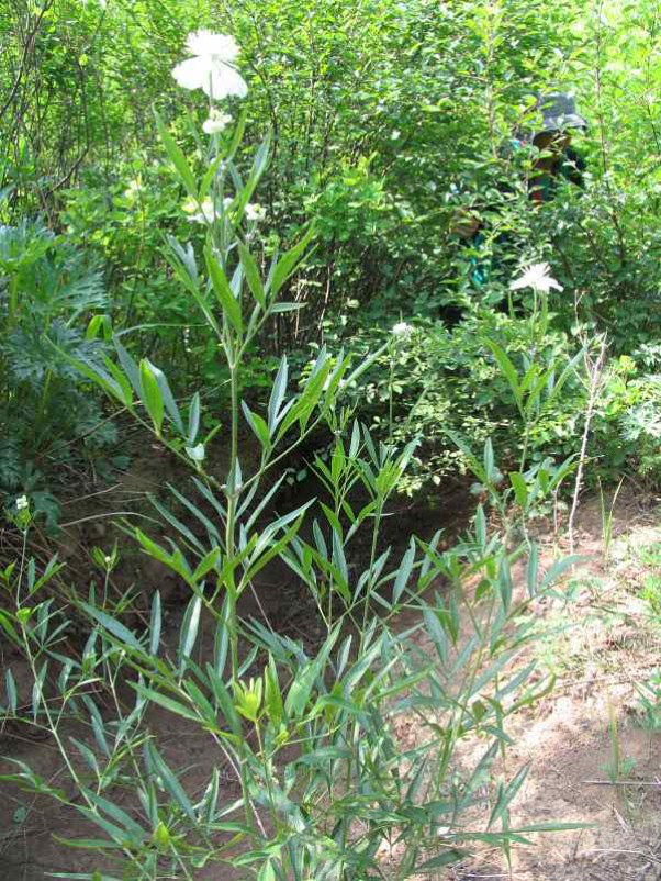 鼠掌老鹳草是下面哪种植物？