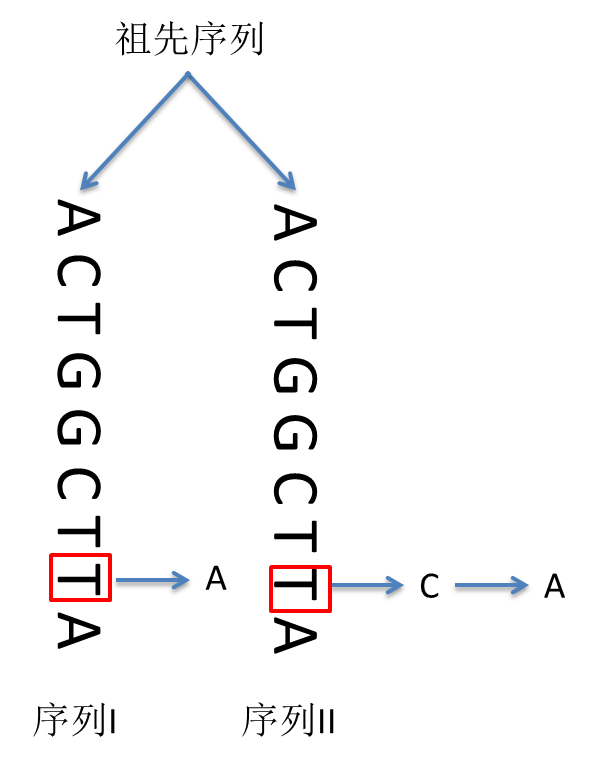 序列I 和序列II中，红色框所在位点发生的碱基替换如图所示，这种碱基替代类型属于： 