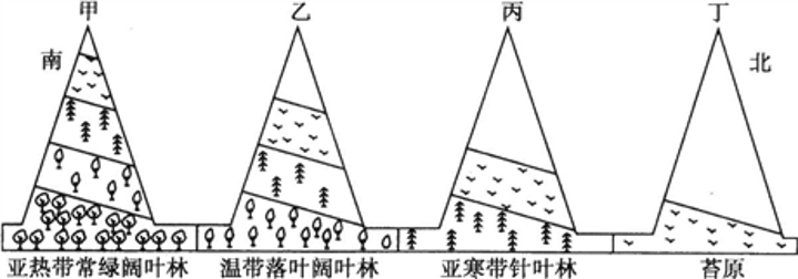 下图为“不同纬度山地垂直自然带分布示意图”。水平方向上植被从亚热带常绿阔叶林到苔原的变化，体现了自然