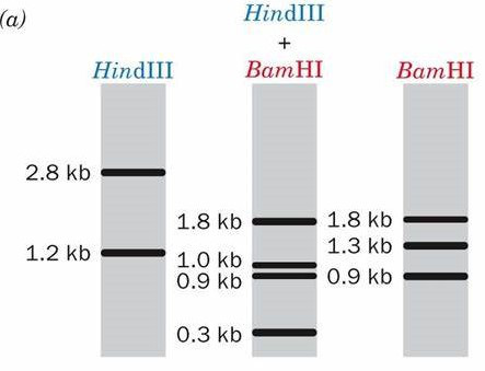 根据此酶切结果推测该DNA片段上酶切位点的分布，选择正确的描述。 