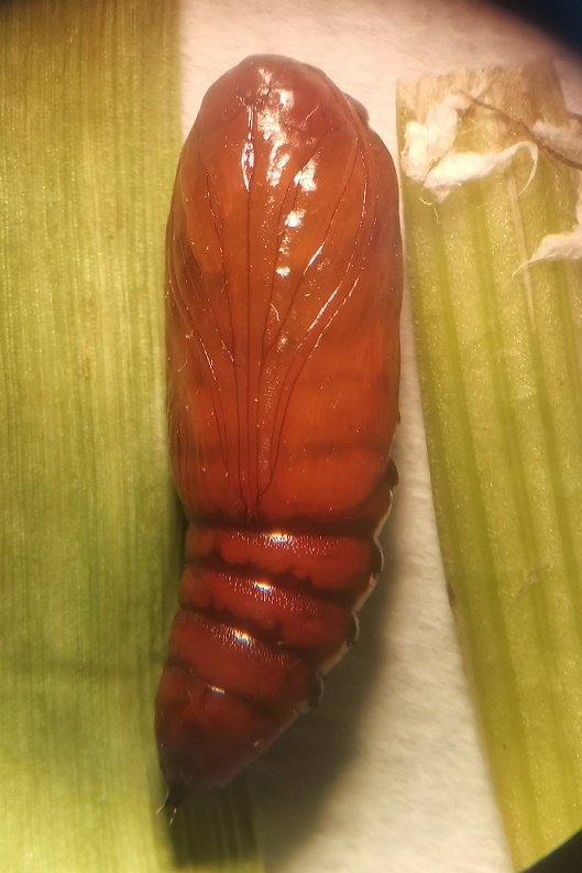 【单选题】草地贪夜蛾是近2年来新入侵中国，严重危害玉米的一种农业害虫，请分析该害虫的蛹（见下图）应该