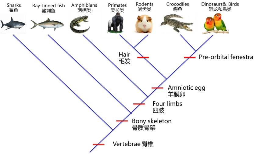 仅考虑图中脊椎动物的演化关系，哪一个特征属于祖征： 
