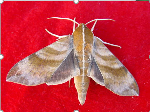 下图昆虫前翅类型是 翅。 [图]...下图昆虫前翅类型是 翅。 
