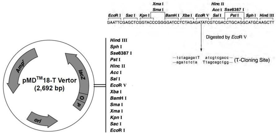假如你计划通过PCR扩增目的基因，然后用T载体克隆法（TA克隆）将其插入pMD18-T载体（如图），