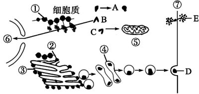 11.（2019福建厦门外国语学校月考)下图A、B、C、D表示细胞内几种蛋白质的合成和转运过程,图中
