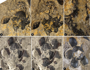 2018年，在南京早侏罗世的地层里，南京地质古生物研究所的王鑫老师报道了____，认为可能是目前最古