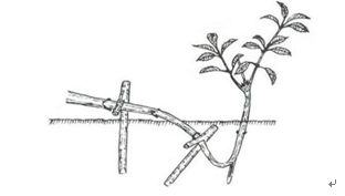 3、下图所示是桑树的（）繁殖方式。 