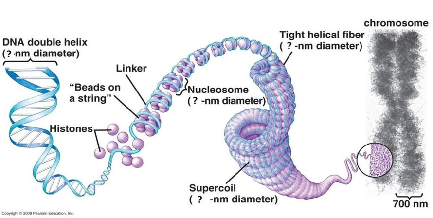 1. 根据下图阐述真核生物细胞中DNA的组装过程？ [图]...1. 根据下图阐述真核生物细胞中DN