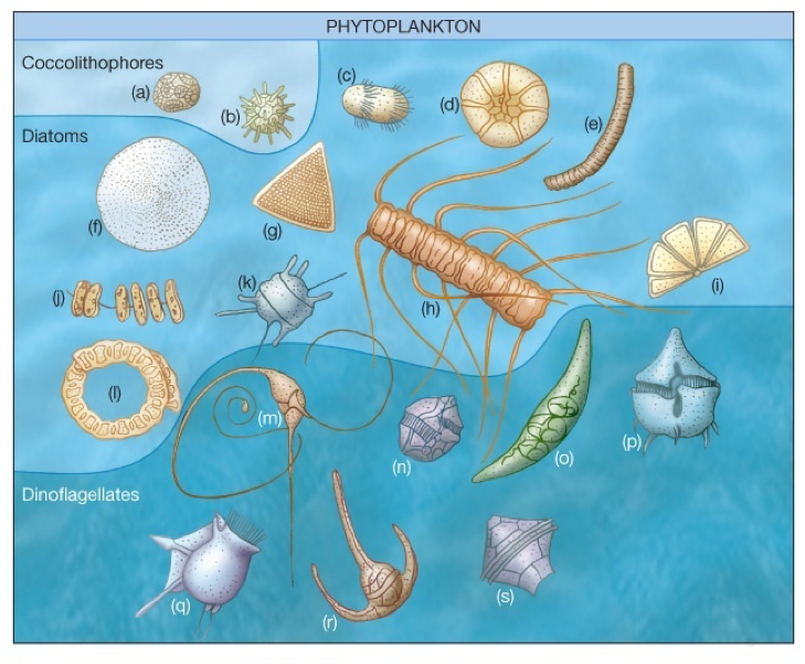 硅藻、甲藻、颗石藻和固氮细菌在海洋生态中的作用？ [图]...硅藻、甲藻、颗石藻和固氮细菌在海洋生态