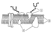 如图是细胞膜的亚显微结构模式图，①～③表示构成细胞膜的物质，下列有关说法错误的是（） A、A.雄性激