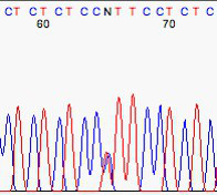 通过互补遗传杂交排查，可以确定EMS突变发生的大致范围，但想让这个定位精确到碱基，仍然需要PCR和测