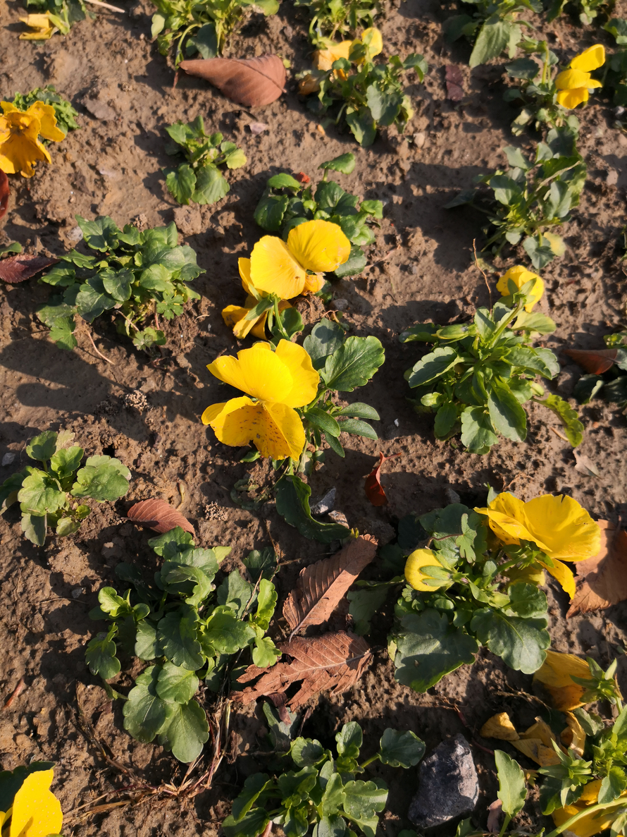 [图]a,辐射对称b,花萼合生c,子房下位d,雄蕊两枚.
