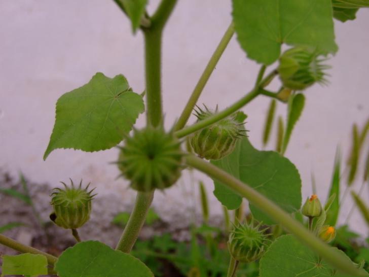 [圖]a,磨盤草b,苘麻c,黃錦d,黃秋葵. - 上學吧找答案