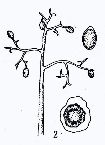 霜霉病孢子形态结构图图片