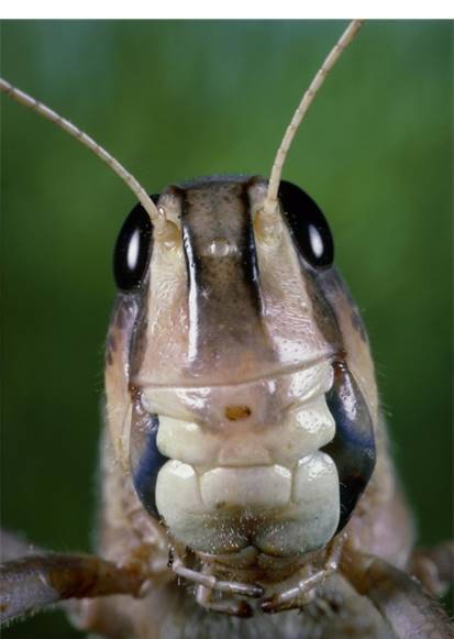锉吸式口器的昆虫图片