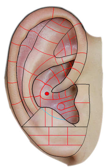 耳轮分区图片