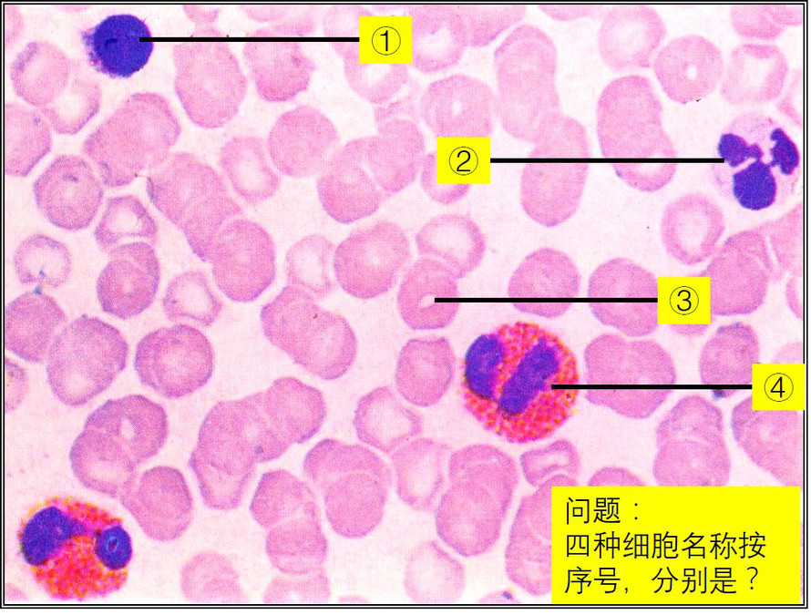 图a嗜碱性粒细胞中性粒细胞血小板嗜酸性粒细胞b