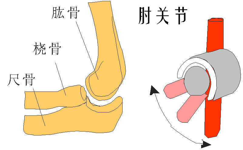 人体肘关节图图片