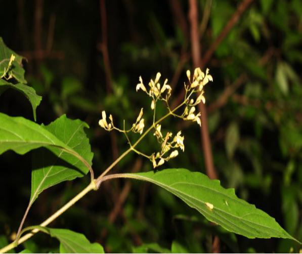 a,柳叶马鞭草 b,马缨丹(五色梅) c,假连翘 d,紫珠 瘦腿茶方:柠檬卤揶